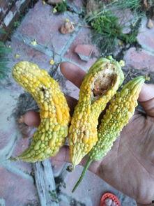 凉瓜被虫吃,绿色蔬菜的守护战