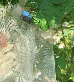 凉瓜被虫吃,绿色蔬菜的守护战