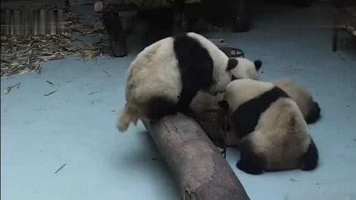 边吃瓜边看热闹