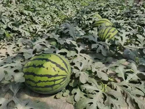 寿光文圣吃瓜,瓜香四溢的田园生活画卷