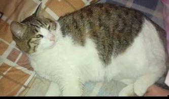 吵架猫吃瓜,一场宠物界的趣味闹剧