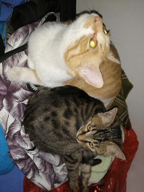 吵架猫吃瓜,一场宠物界的趣味闹剧