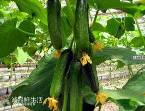 三十还吃瓜,揭秘当代年轻人的娱乐生活新趋势