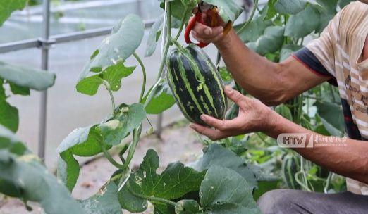 农村吃瓜最新,品味生活，共享田园乐趣