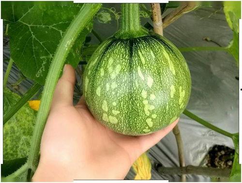 云南财经吃瓜事件,揭秘网络舆论的风云变幻