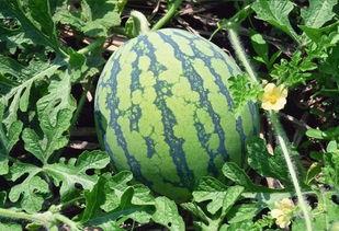 进入瓜园 吃瓜何解,一探“吃瓜”背后的文化内涵与趣味解读