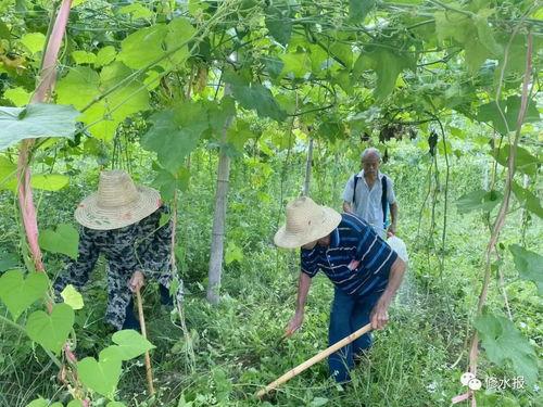 进入瓜园 吃瓜何解,一探“吃瓜”背后的文化内涵与趣味解读