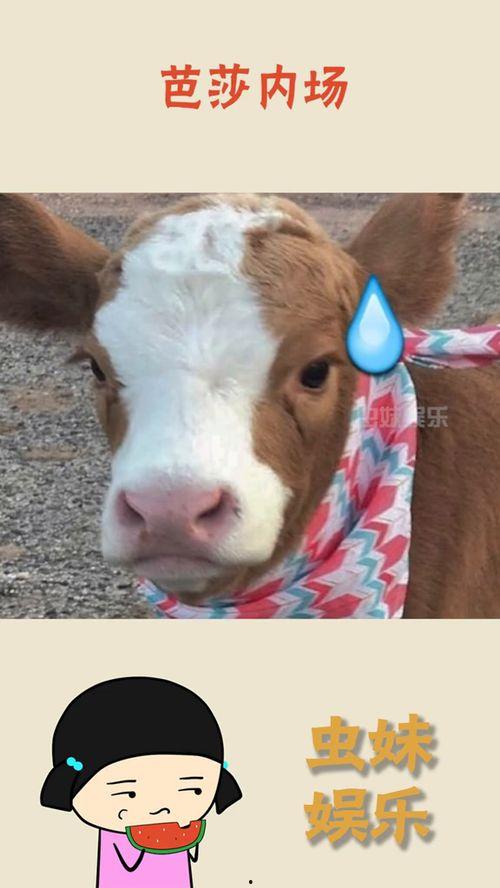 抖音吃瓜私,揭秘网红幕后生活