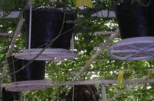 房顶吃瓜,夏日里的悠闲时光