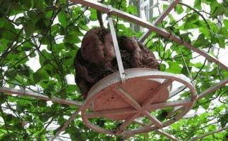 房顶吃瓜,夏日里的悠闲时光