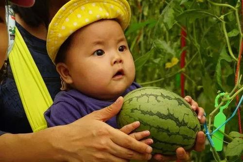 吃瓜黄金熊,揭秘娱乐圈的甜蜜与苦涩