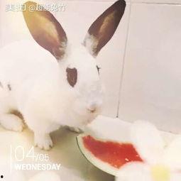 吃瓜游泳的兔子,揭秘动物界的趣味生活