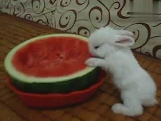 吃瓜游泳的兔子,揭秘动物界的趣味生活