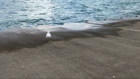 吃瓜游泳的兔子,揭秘动物界的趣味生活