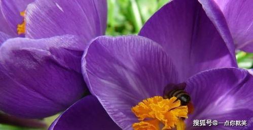 射手月吃瓜,揭秘娱乐圈的瓜田秘事