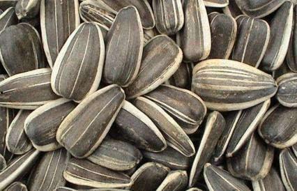 吃瓜吃籽会怎么样,吃瓜吃籽的奇妙体验与潜在影响揭秘