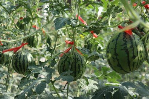 商河小背篼吃瓜,瓜果飘香里的乡村生活画卷