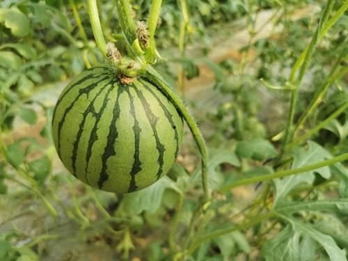 商河小背篼吃瓜,瓜果飘香里的乡村生活画卷