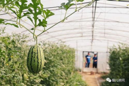 斯京吃瓜,揭秘都市生活背后的八卦风云