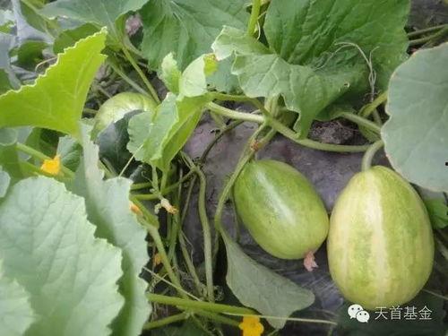 个中吃的小瓜,品味生活中的小确幸