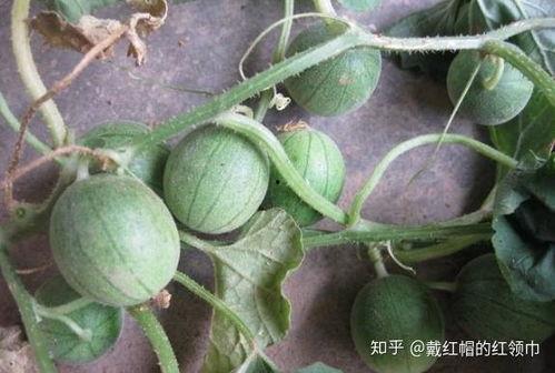 个中吃的小瓜,品味生活中的小确幸