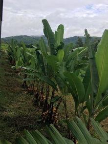 小城故事里吃瓜,瓜田里的欢乐时光