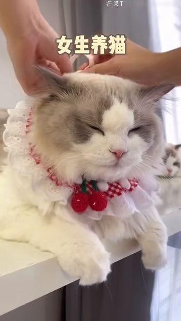 吃瓜少年和猫,一场趣味横生的日常奇遇