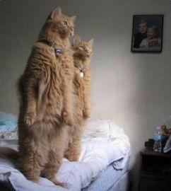 吃瓜少年和猫,一场趣味横生的日常奇遇