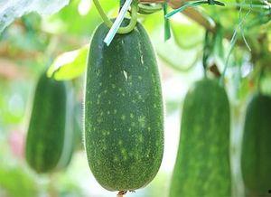 越小越dj吃瓜,揭秘“越小越吃瓜”的疯狂现象